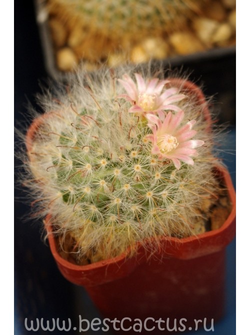 Маммиллярия бокасская (Mammillaria bocasana, маммилярия бокасана)