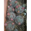 Маммиллярия бокасская (Mammillaria bocasana, маммилярия бокасана)