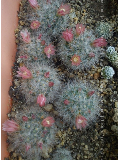 Маммиллярия бокасская (Mammillaria bocasana, маммилярия бокасана)