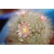 Маммиллярия бокасская (Mammillaria bocasana, маммилярия бокасана)