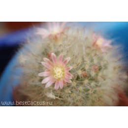 Маммиллярия бокасская (Mammillaria bocasana, маммилярия бокасана)