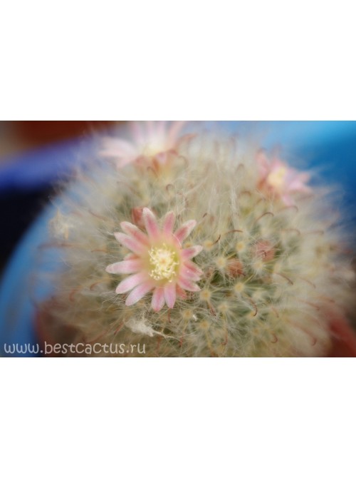 Маммиллярия бокасская (Mammillaria bocasana, маммилярия бокасана)