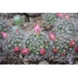 Маммиллярия бокасская (Mammillaria bocasana, маммилярия бокасана)