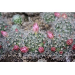 Маммиллярия бокасская (Mammillaria bocasana, маммилярия бокасана)