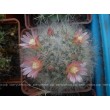 Маммиллярия бокасская (Mammillaria bocasana, маммилярия бокасана)