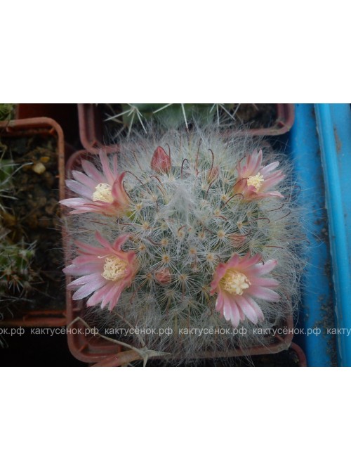 Маммиллярия бокасская (Mammillaria bocasana, маммилярия бокасана)