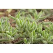 Черенок Крассула (толстянка) мезембриантемовидная (Crassula mesembryanthemoides)