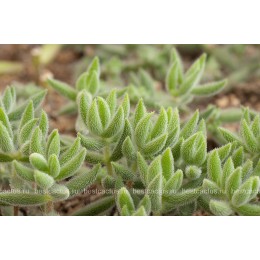 Черенок Крассула (толстянка) мезембриантемовидная (Crassula mesembryanthemoides)