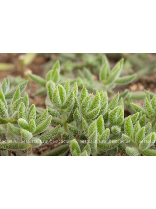 Черенок Крассула (толстянка) мезембриантемовидная (Crassula mesembryanthemoides)