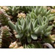 Черенок Крассула (толстянка) мезембриантемовидная (Crassula mesembryanthemoides)