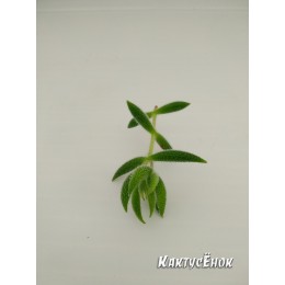 Черенок Крассула (толстянка) мезембриантемовидная (Crassula mesembryanthemoides)