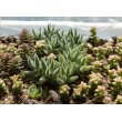 Черенок Крассула (толстянка) мезембриантемовидная (Crassula mesembryanthemoides)