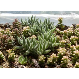 Черенок Крассула (толстянка) мезембриантемовидная (Crassula mesembryanthemoides)