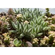 Черенок Крассула (толстянка) мезембриантемовидная (Crassula mesembryanthemoides)