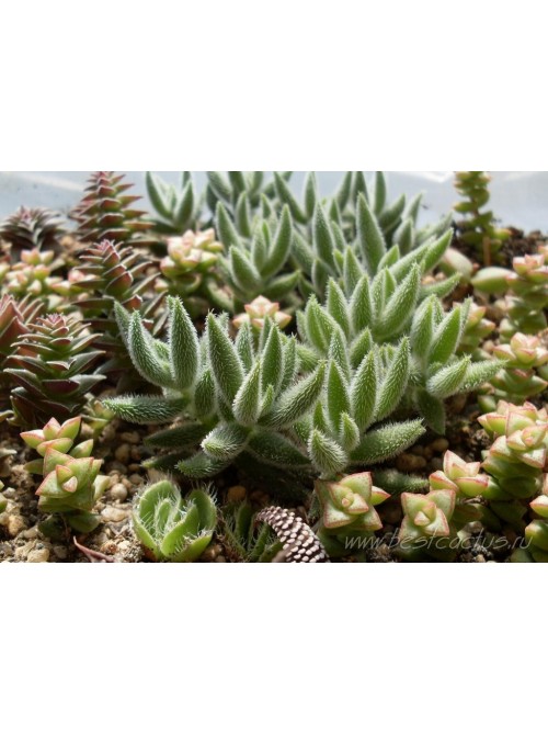 Черенок Крассула (толстянка) мезембриантемовидная (Crassula mesembryanthemoides)