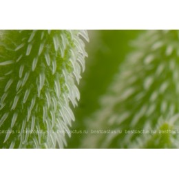 Черенок Крассула (толстянка) мезембриантемовидная (Crassula mesembryanthemoides)