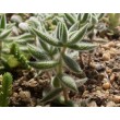 Черенок Крассула (толстянка) мезембриантемовидная (Crassula mesembryanthemoides)