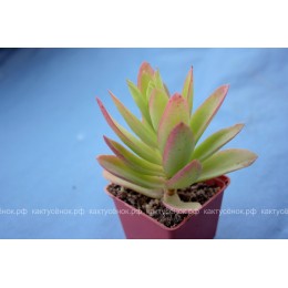 Черенок Крассула эрозула культивар кэмпфаер (Crassula erosula cv. Campfire)