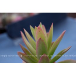 Черенок Крассула эрозула культивар кэмпфаер (Crassula erosula cv. Campfire)