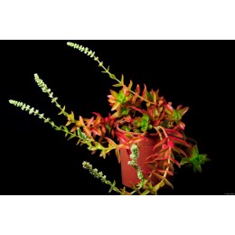 Черенок Крассула эрозула культивар кэмпфаер (Crassula erosula cv. Campfire)