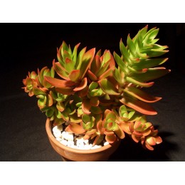 Черенок Крассула эрозула культивар кэмпфаер (Crassula erosula cv. Campfire)