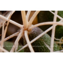 Долихотеле обманчивая (Dolichothele decipiens)