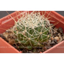 Долихотеле обманчивая (Dolichothele decipiens)