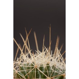 Долихотеле обманчивая (Dolichothele decipiens)