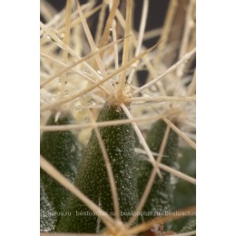 Долихотеле обманчивая (Dolichothele decipiens)