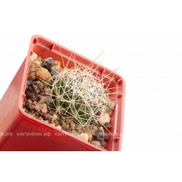 Долихотеле обманчивая (Dolichothele decipiens)