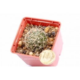 Долихотеле обманчивая (Dolichothele decipiens)