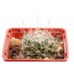 Долихотеле обманчивая (Dolichothele decipiens)