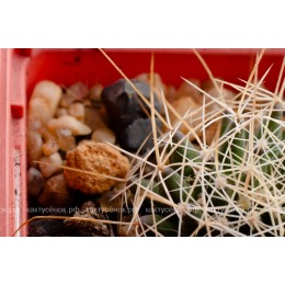 Долихотеле обманчивая (Dolichothele decipiens)