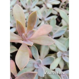 Граптоверия сорт Фрэд Айвс (aff. Graptoveria cv. Fred Ives)