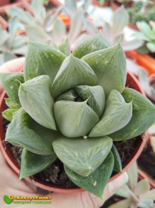 Хавортия ладьевидная (Haworthia cymbiformis, хавортия цимбиформис)