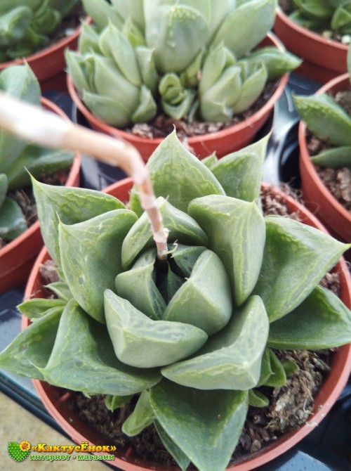 Хавортия ладьевидная (Haworthia cymbiformis, хавортия цимбиформис)