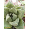 Хавортия ладьевидная (Haworthia cymbiformis, хавортия цимбиформис)