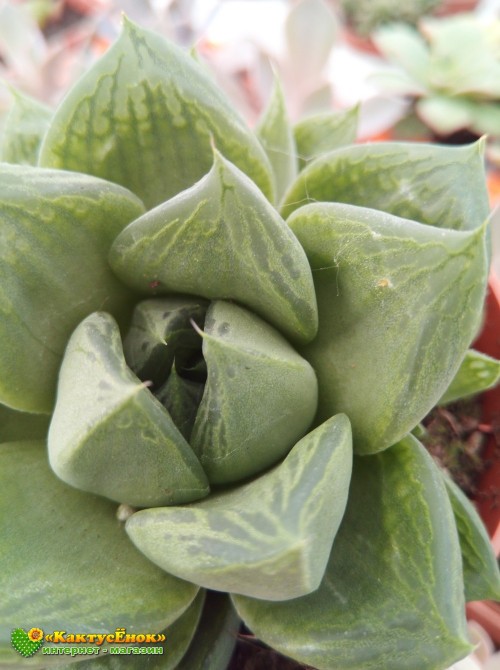 Хавортия ладьевидная (Haworthia cymbiformis, хавортия цимбиформис)