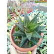 Хавортия лимолистная (Haworthia limifolia, хавортия лимифолия)