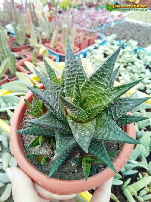 Хавортия лимолистная (Haworthia limifolia, хавортия лимифолия)