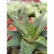 Хавортия лимолистная (Haworthia limifolia, хавортия лимифолия)