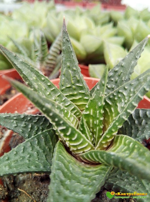 Хавортия лимолистная (Haworthia limifolia, хавортия лимифолия)