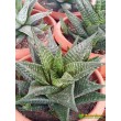 Хавортия лимолистная (Haworthia limifolia, хавортия лимифолия)