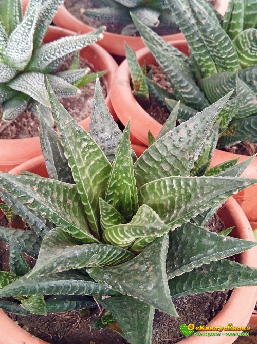 Хавортия лимолистная (Haworthia limifolia, хавортия лимифолия)