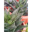 Хавортия лимолистная (Haworthia limifolia, хавортия лимифолия)