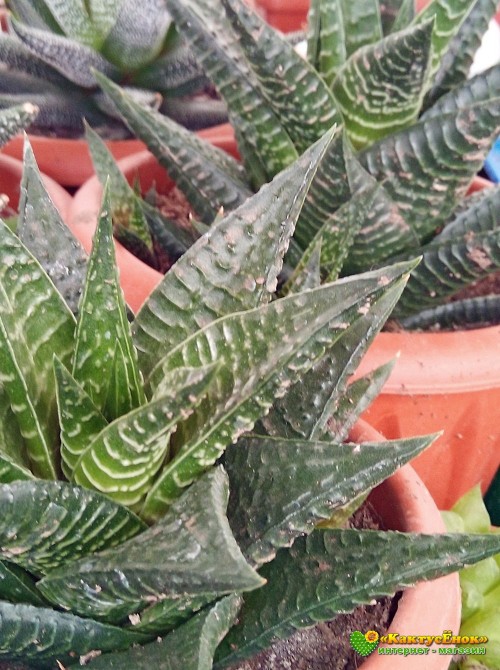 Хавортия лимолистная (Haworthia limifolia, хавортия лимифолия)