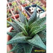 Хавортия лимолистная (Haworthia limifolia, хавортия лимифолия)