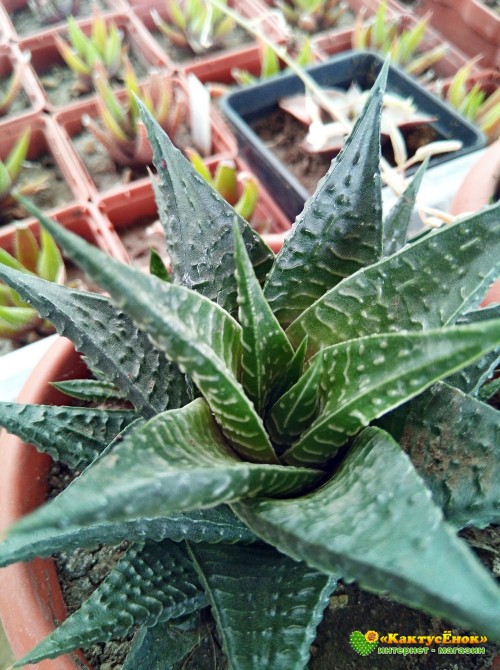 Хавортия лимолистная (Haworthia limifolia, хавортия лимифолия)