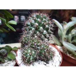 Маммиллярия вобурнская (Mammillaria voburnensis)