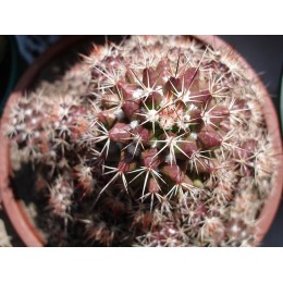 Маммиллярия вобурнская (Mammillaria voburnensis)